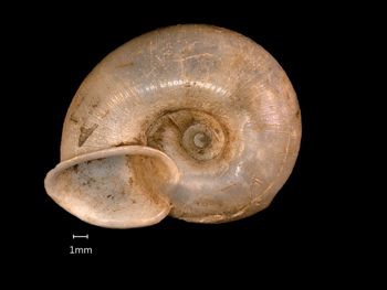 Media type: image;   Malacology 169311 Aspect: basal